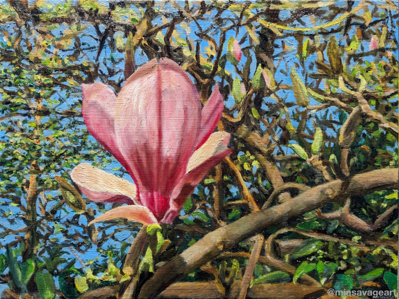 Magnolia