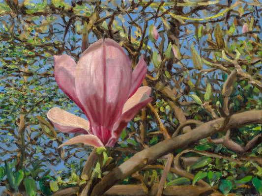 Magnolia