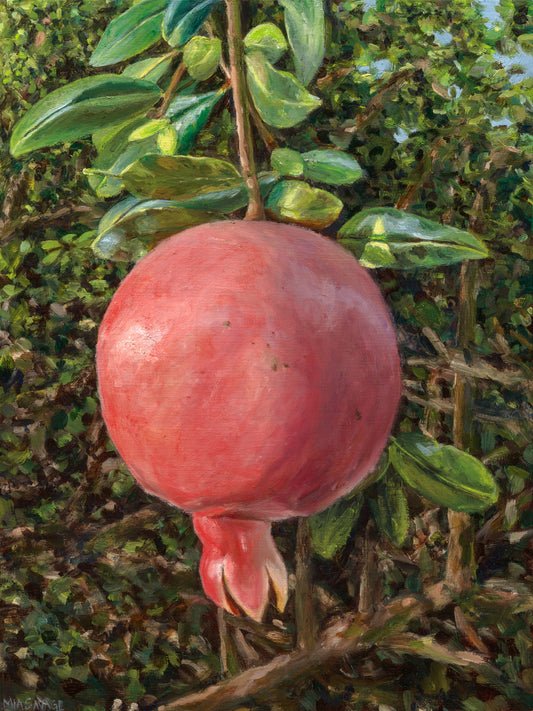 Pomegranate in Nature