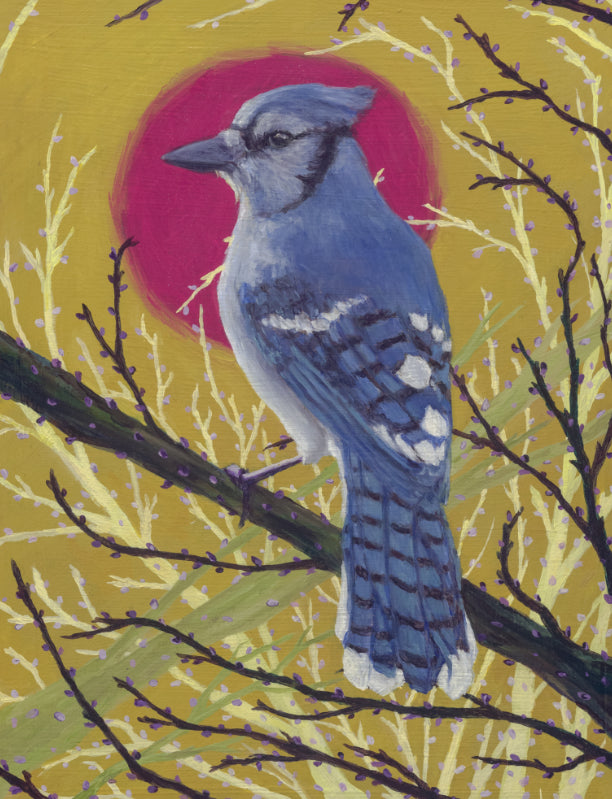 Blue Jay