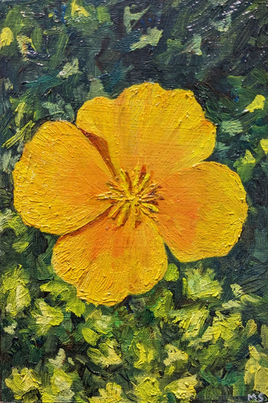 California Poppy